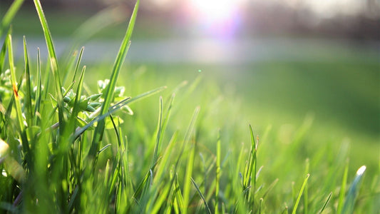How to Revive Your Lawn After a Summer Heatwave: Natural Tips and Practices