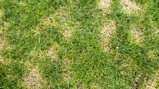 How to Fix Bare and Patchy Spots in Your Lawn (Fall, Spring & Summer Guide)