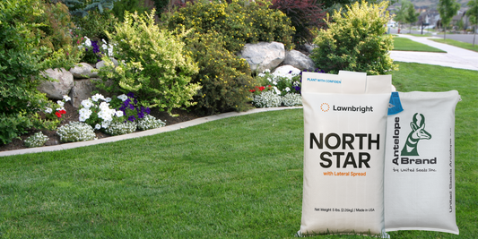 What's the Best Seed for Overseeding Your Lawn?