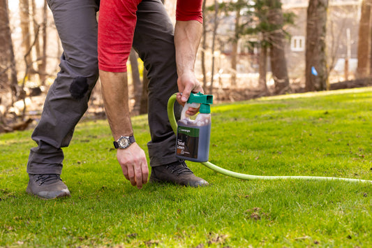  Homeowner applying natural liquid lawn fertilizer with a hose-end sprayer in a suburban yard.