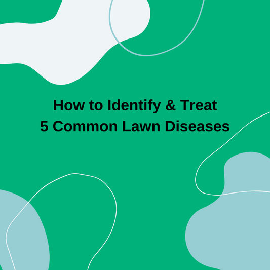 How to identify and treat 5 common lawn diseases 