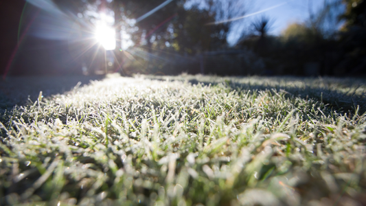 A lawn with a light winter frost.