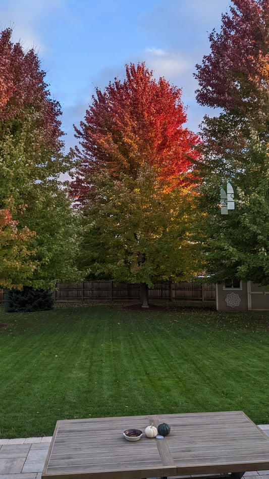 A well-maintained lawn with trees in the background showing vibrant autumn colors.