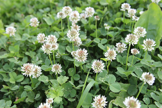 Close-up of green clover leaves with the text Naturally Control Clover, written in white above.