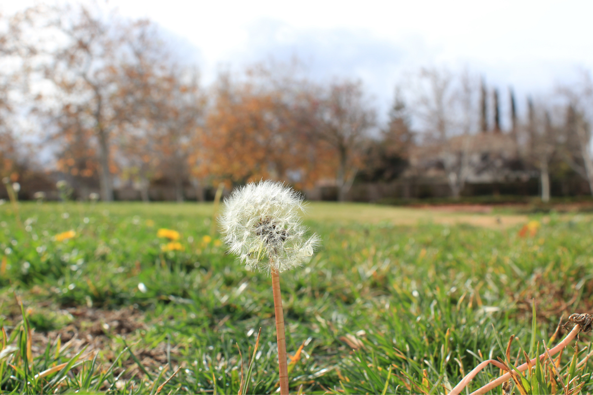 A lone dandelion puff stands tall in a grassy field with autumn trees in the background.