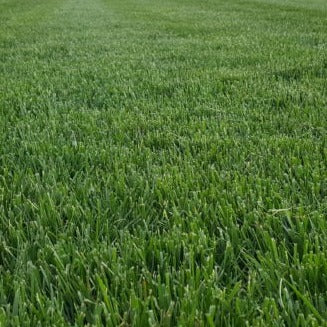 A lush, green lawn with well-maintained grass.